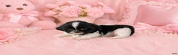 Shih Tzu dogs for sale: Shih Tzu 1 - Ad 1