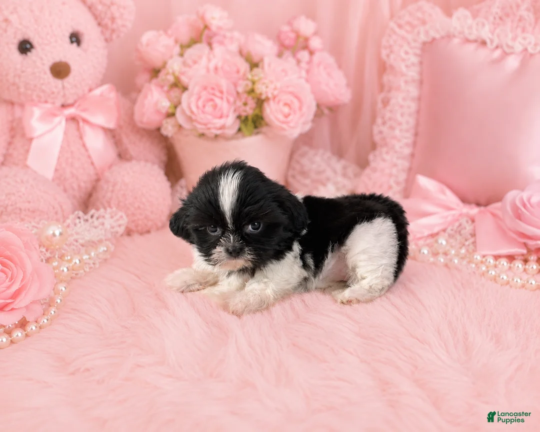 Shih Tzu dogs for sale: Shih Tzu 1 - Ad 1