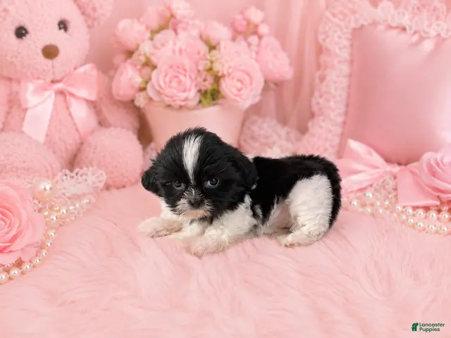Shih Tzu dogs for sale: Shih Tzu 1 - Ad 1