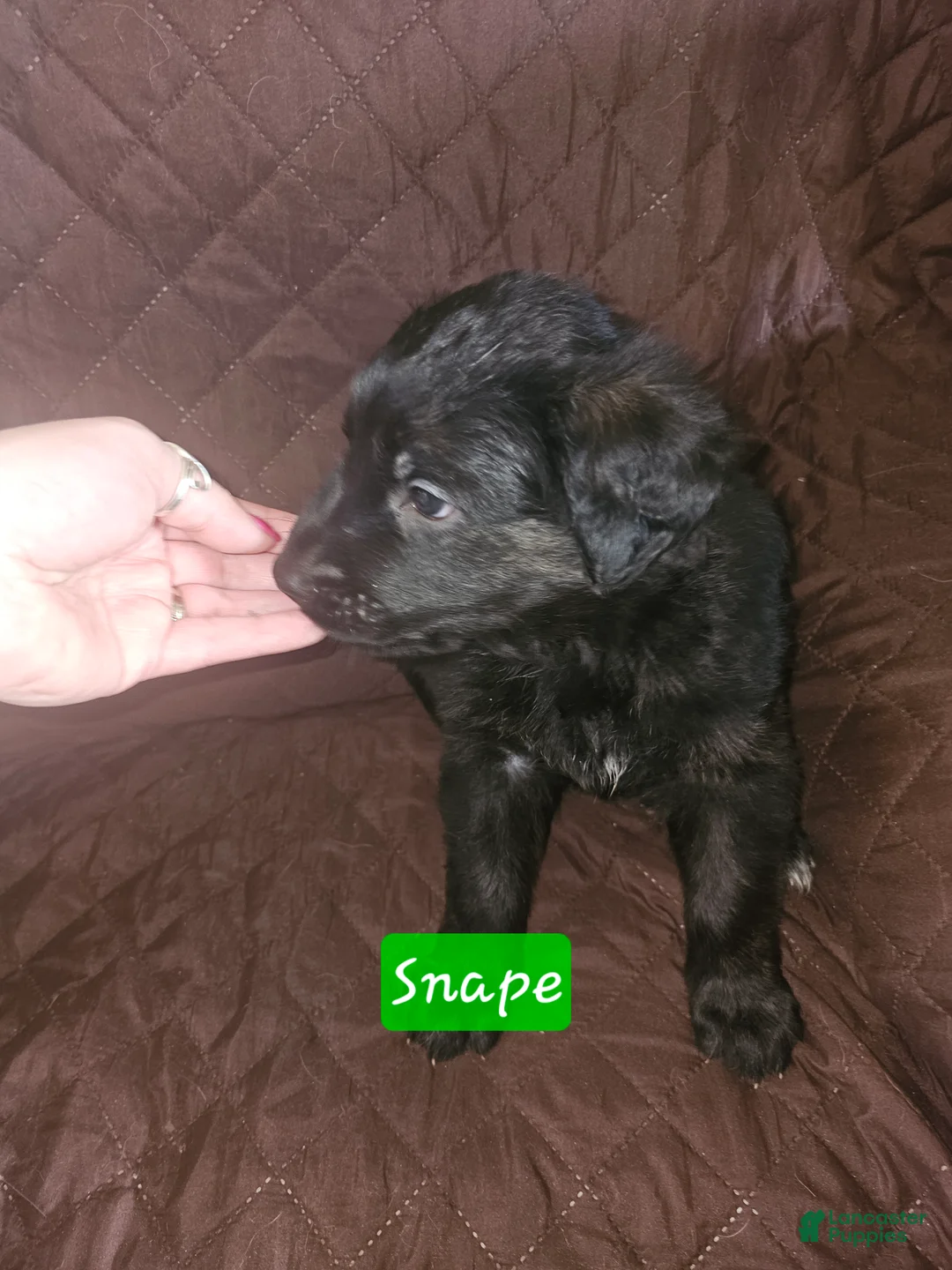 Golden Shepherd dogs for sale: Snape - Ad 1