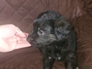 Golden Shepherd dogs Snape - Ad 1