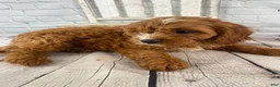 Cavapoo dogs for sale: Teddy - Ad 5
