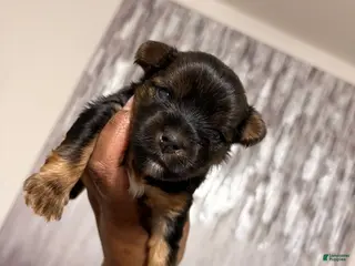 Yorkshire Terrier dogs Donny - Ad 3