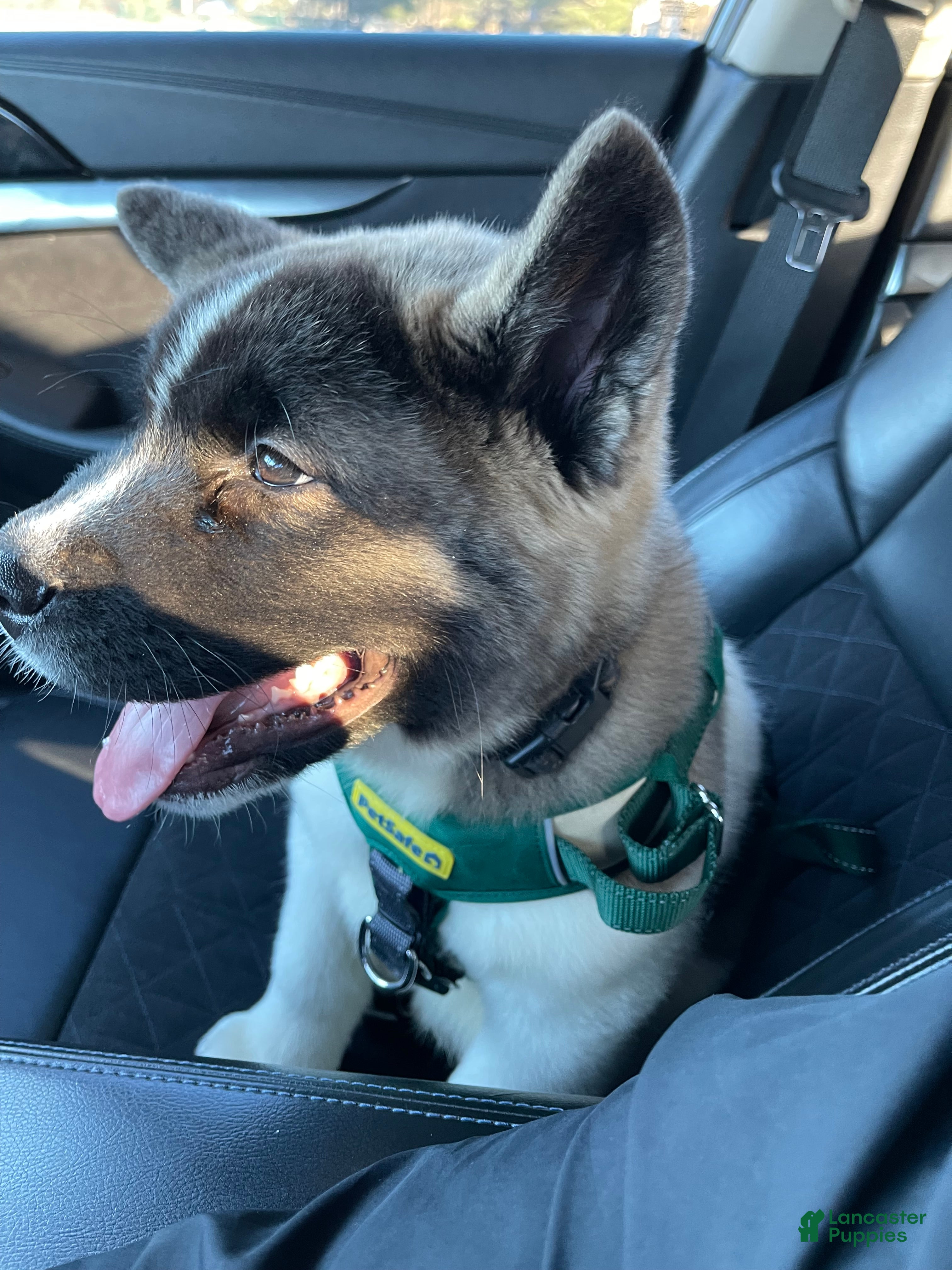 Akita dogs Akita Puppy 1 - Ad 2