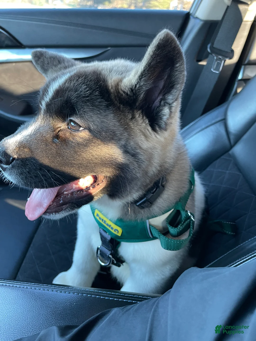 Akita dogs for sale: Akita Puppy 1 - Ad 2