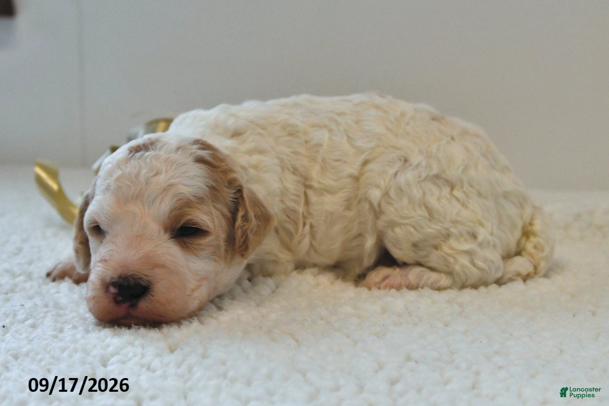 Mini Goldendoodle dogs Buster - Ad 2