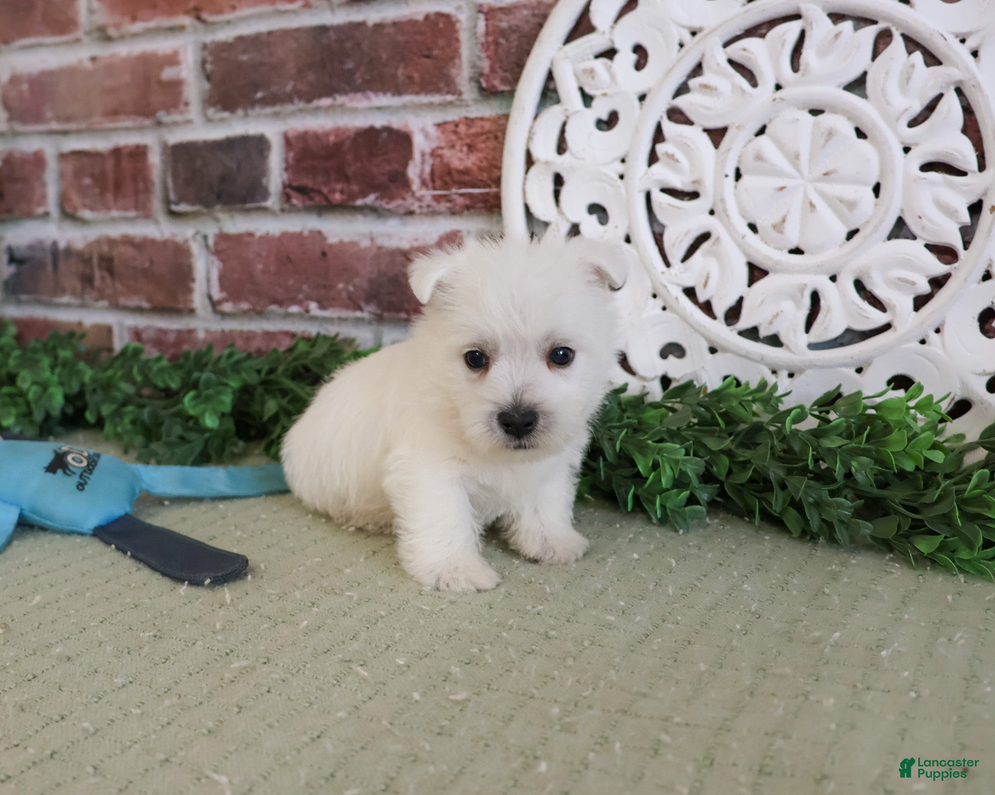 West Highland Terrier dogs Wallace - Ad 7