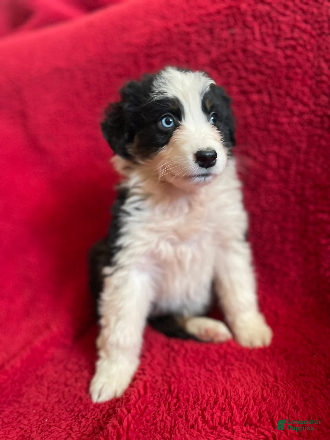 Australian Shepherd dogs for sale: Archer - Ad 11