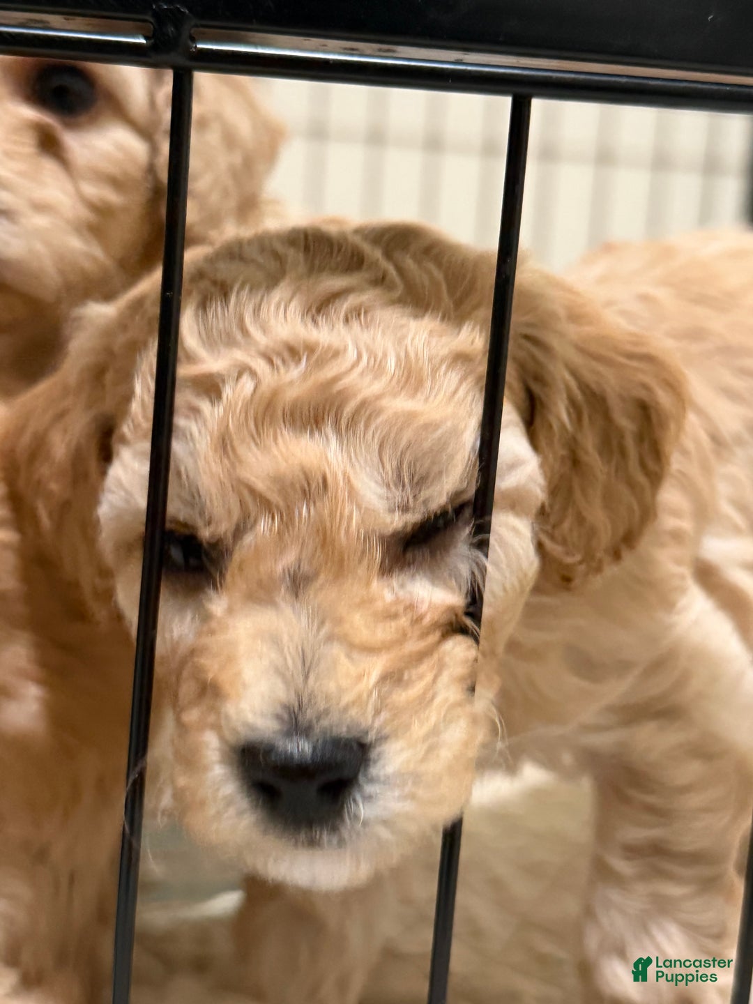 Bichpoo dogs for sale: Bichon frise Puppy 5 - Ad 3