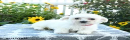 Bichon Frise dogs for sale: Scarlet - Ad 5