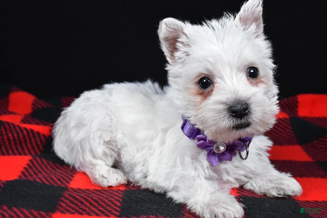 West Highland Terrier dogs for sale: Kayla - Ad 2