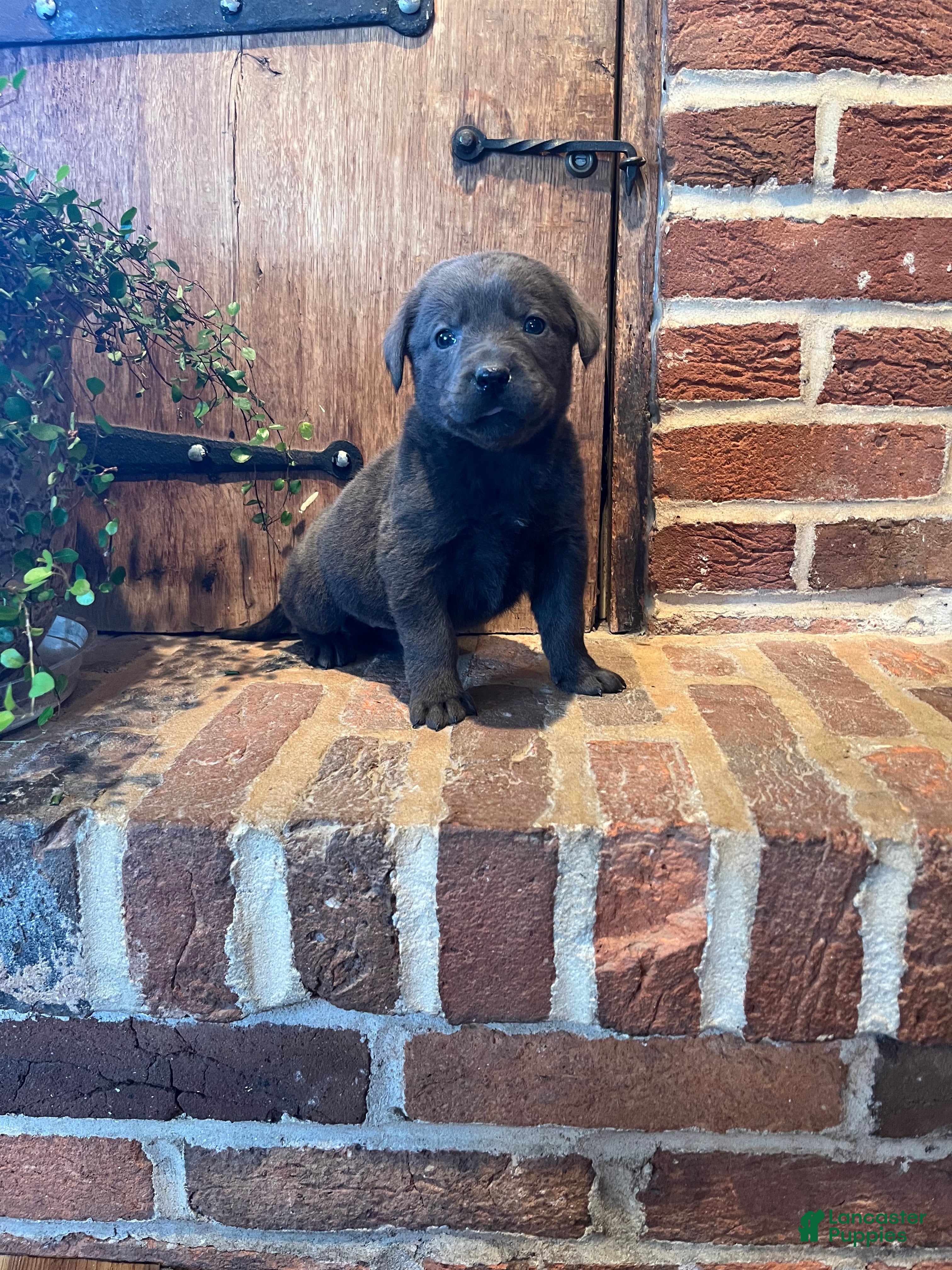 Labrador Retriever dogs Rosey - Ad 2