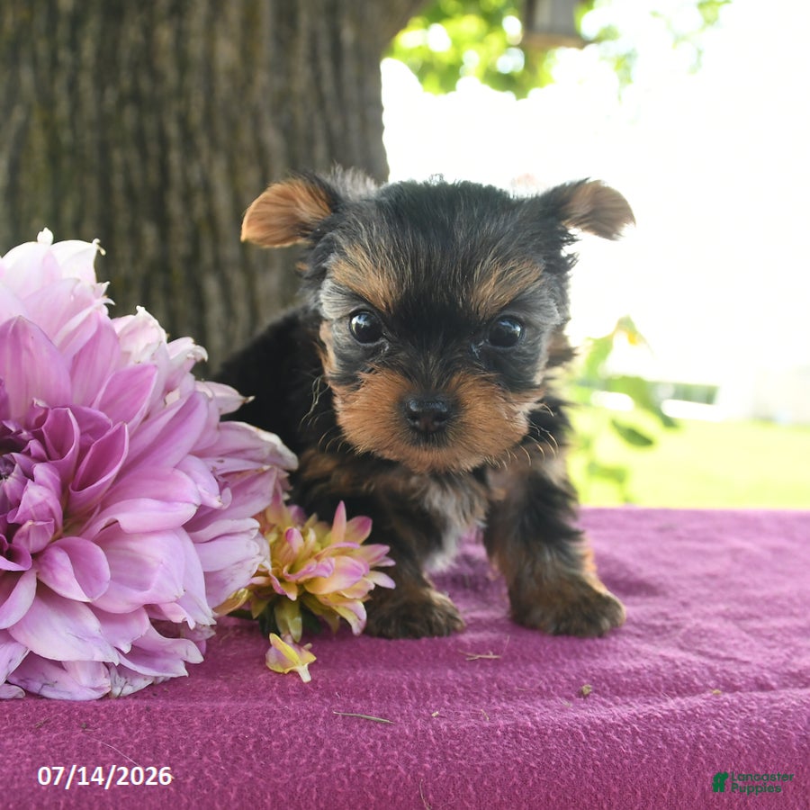 Yorkshire Terrier dogs Tessy - Ad 2
