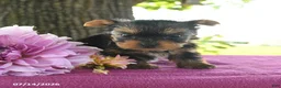 Yorkshire Terrier dogs for sale: Tessy - Ad 2