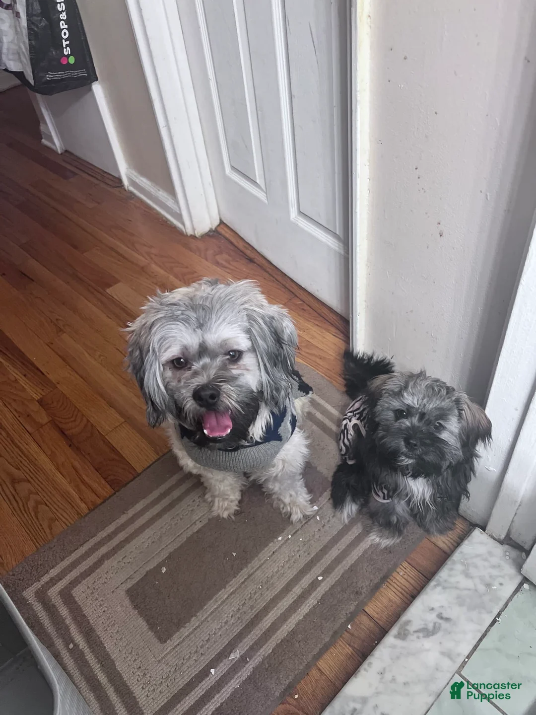 Gallery Image {{count}}