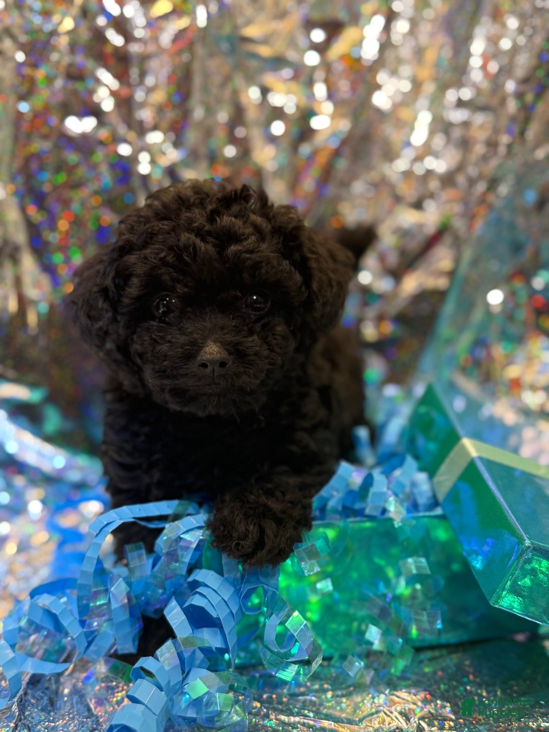Toy Poodle dogs for sale: Jacob  - Ad 4