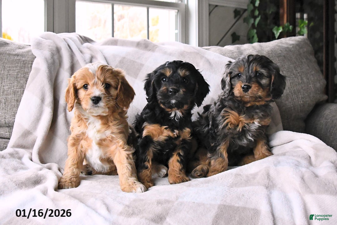 Cavapoo dogs for sale: Cody - Ad 5