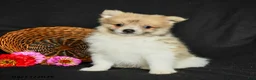 Pomeranian dogs for sale: Porter - Ad 5