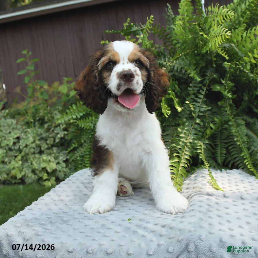 English Cocker Spaniel dogs Stormy - Ad 2