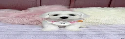 Bichon Frise dogs for sale: 🩷Nina🩷 - Ad 2