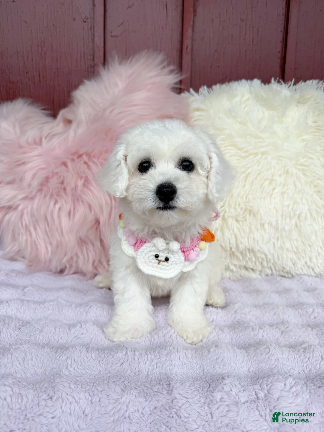Bichon Frise dogs for sale: 🩷Nina🩷 - Ad 2
