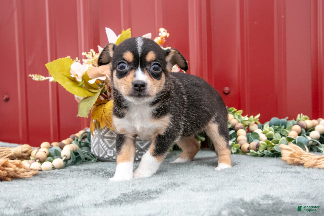 Jack Chi dogs for sale: Lauren - Ad 1