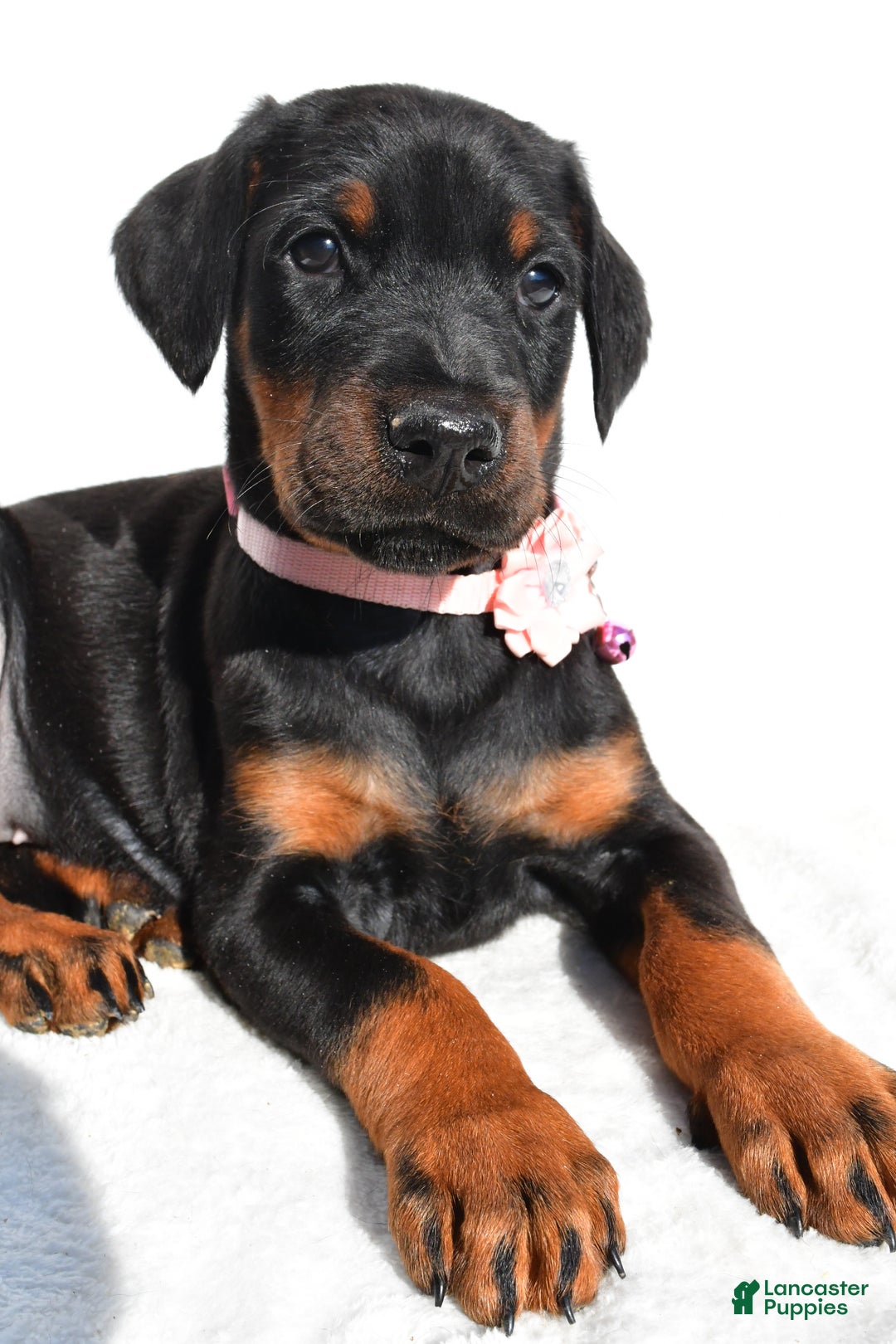 Doberman Pinscher dogs for sale: Lola - Ad 3