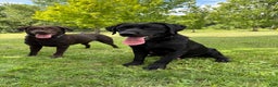 Labrador Retriever dogs for sale: Labrador Retriever JACKIE - Ad 13