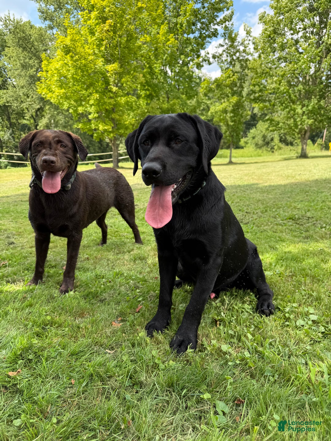Labrador Retriever dogs for sale: Labrador Retriever JACKIE - Ad 13