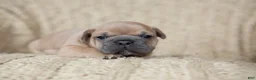 French Bulldog dogs for sale: Penny AKC - Ad 6