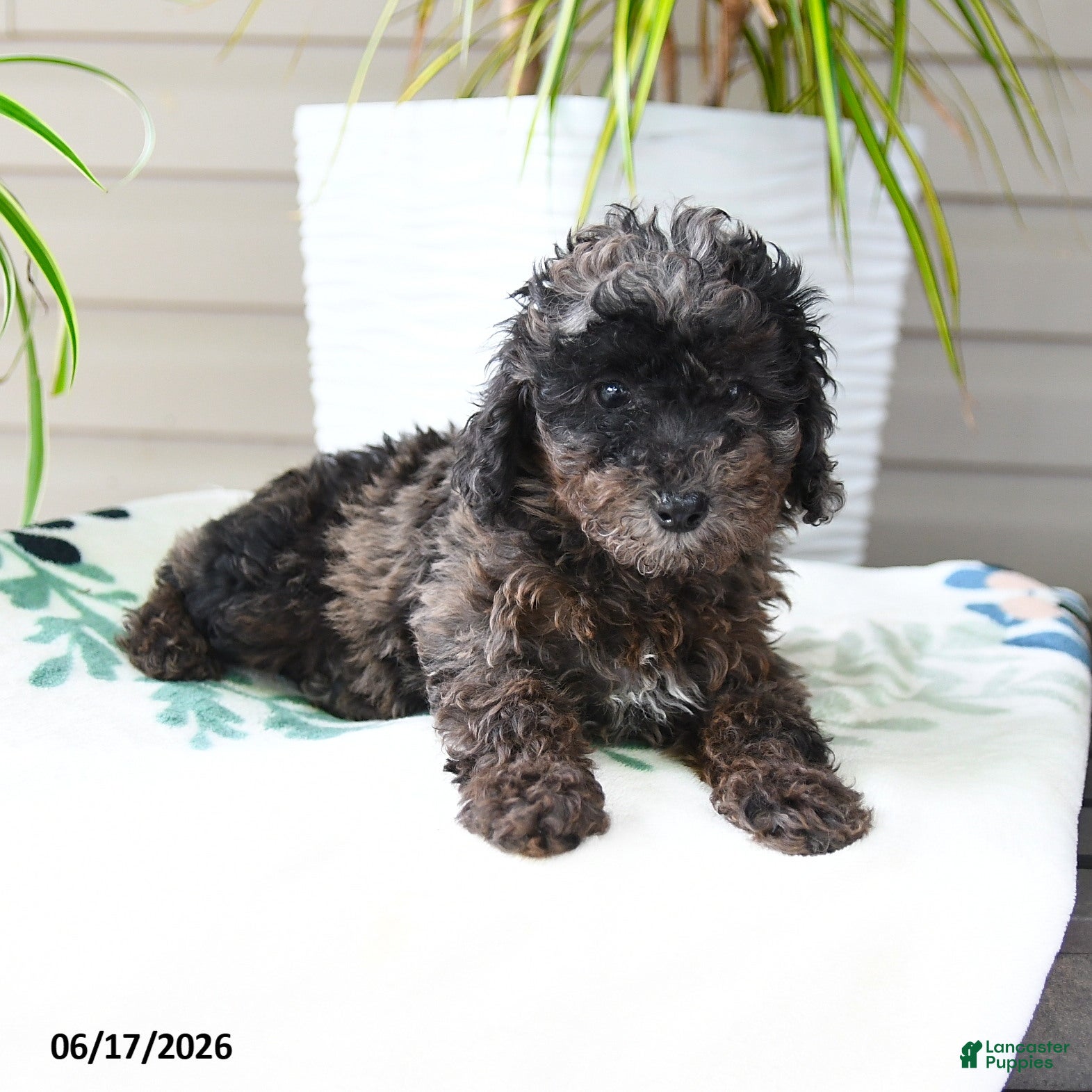Miniature Poodle dogs Queenie - Ad 1