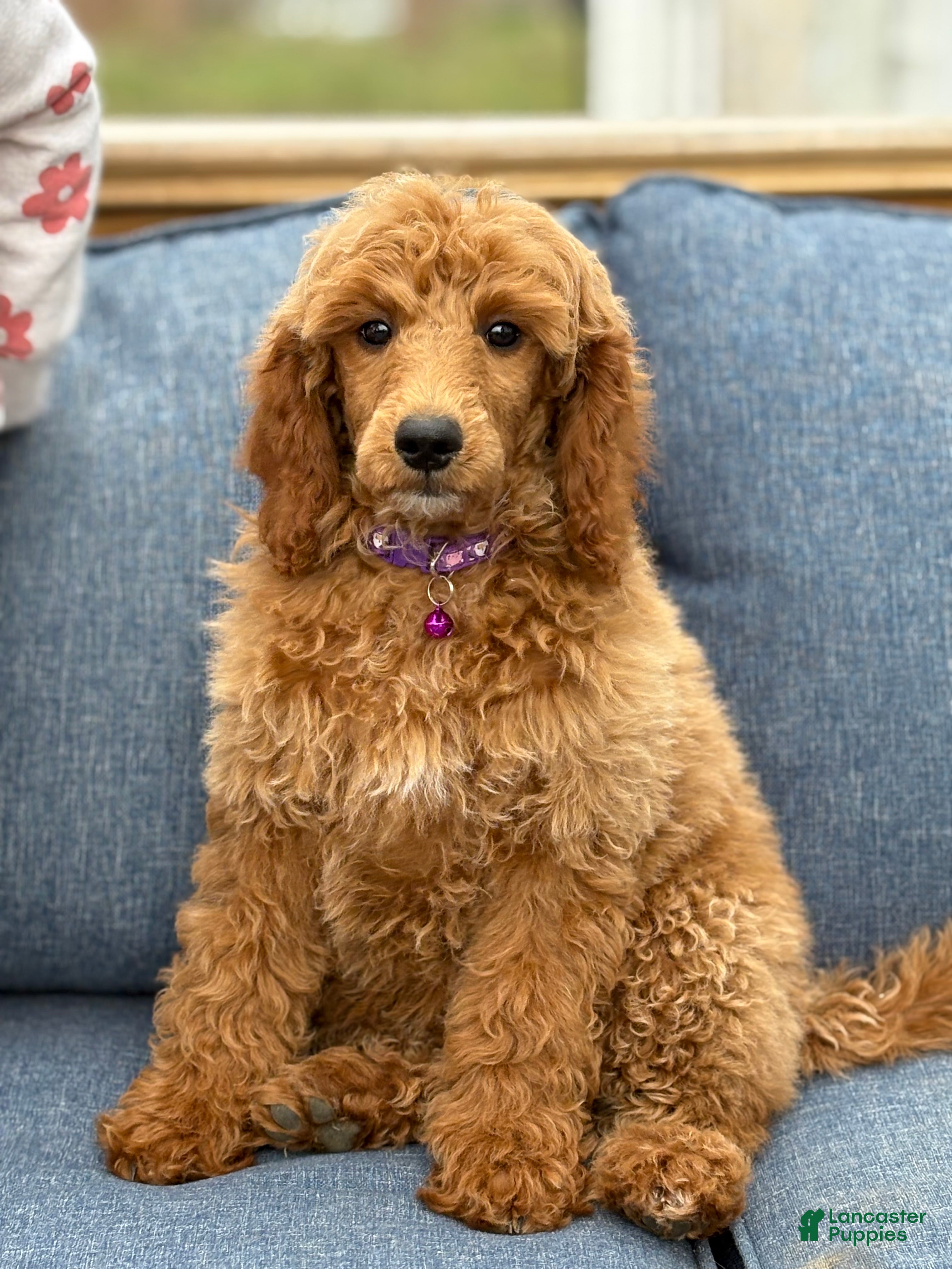 Apricot Standard Poodle Puppies for sale Lancaster Puppies