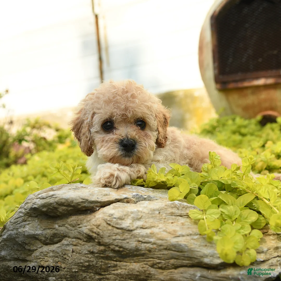 Toy Poodle dogs for sale: Dandy - Ad 3