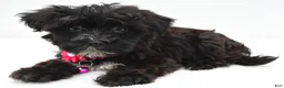 Morkie dogs for sale: Willow - Ad 6