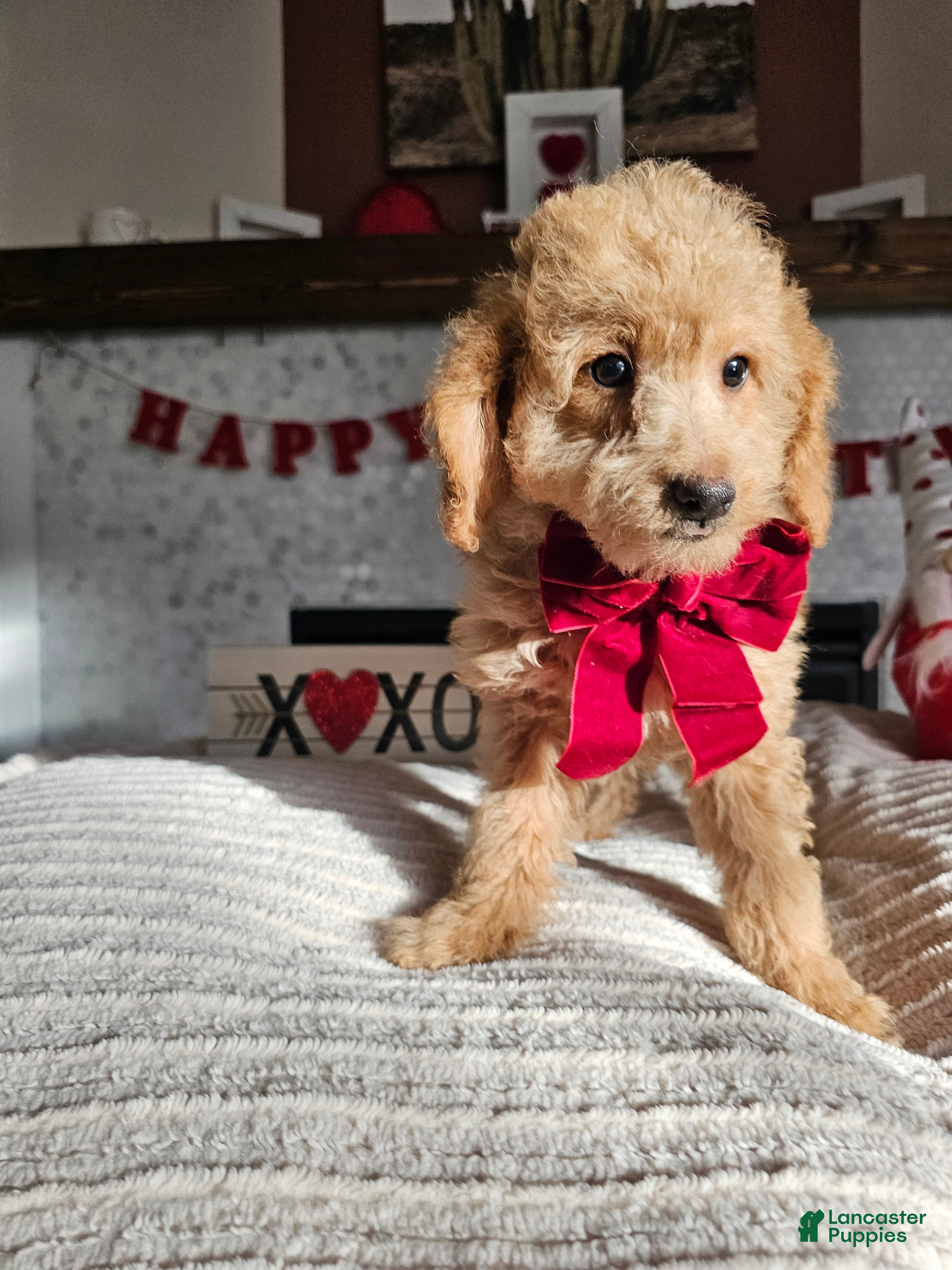 Mini Goldendoodle dogs Honey - Ad 2