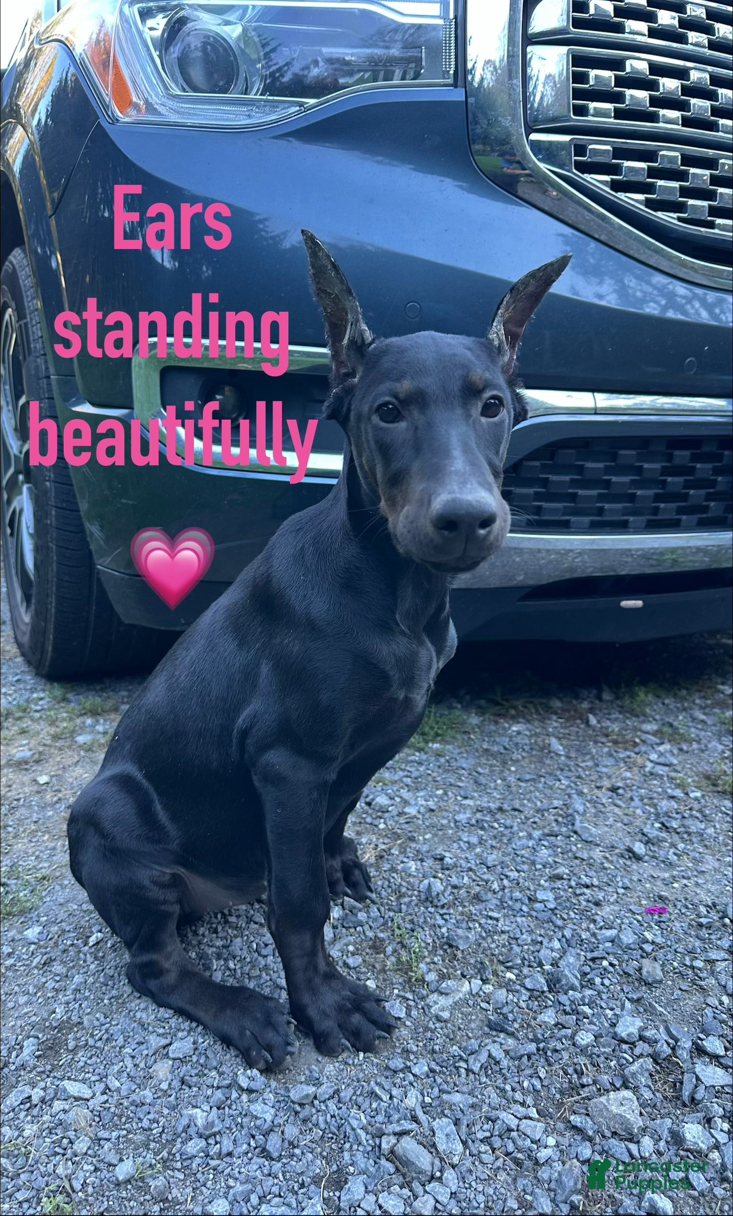 Dobermann (Dobermann, Female) in Manhattan, NY