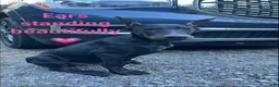 Doberman Pinscher dogs for sale: Dark Black Doberman Female  - Ad 1