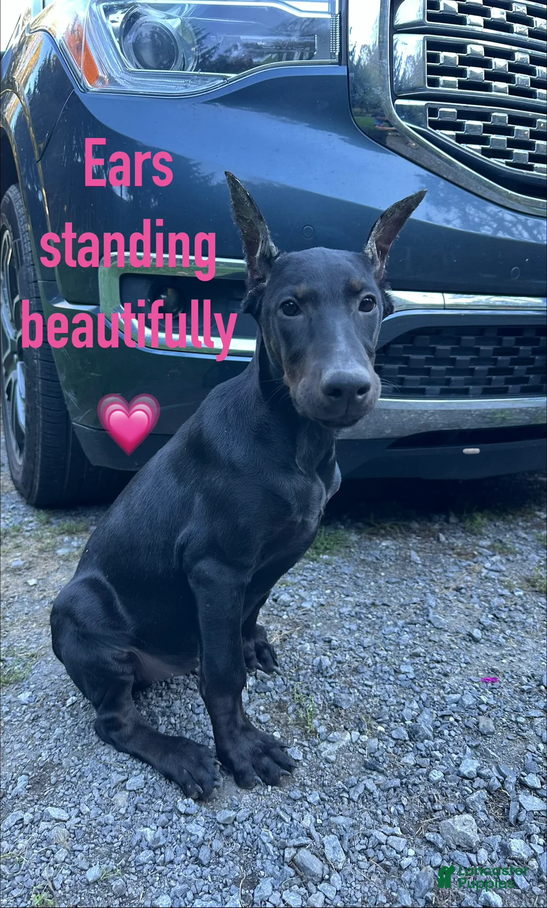 Doberman Pinscher dogs for sale: Dark Black Doberman Female  - Ad 1