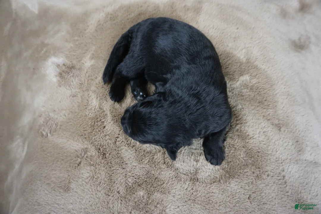 German Shepherd dogs for sale: Cove - Ad 6