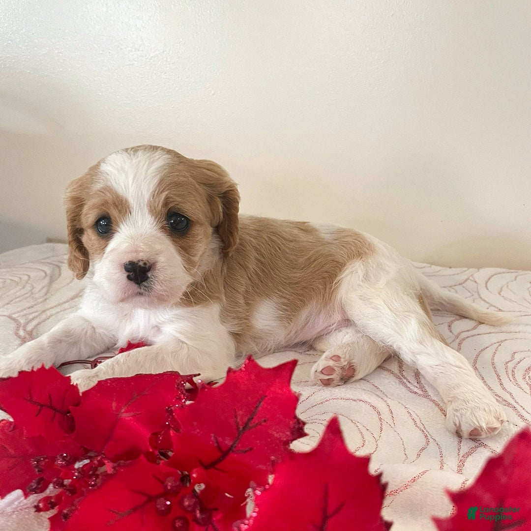 Cavapoo dogs for sale: Cindy - Ad 3