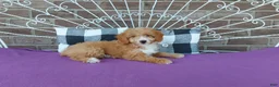 Aussiedoodle dogs for sale: Aussiedoodle 4 - Ad 9