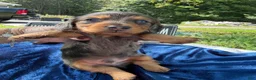 Miniature Dachshund dogs for sale: Special boy discounted!!! - Ad 8