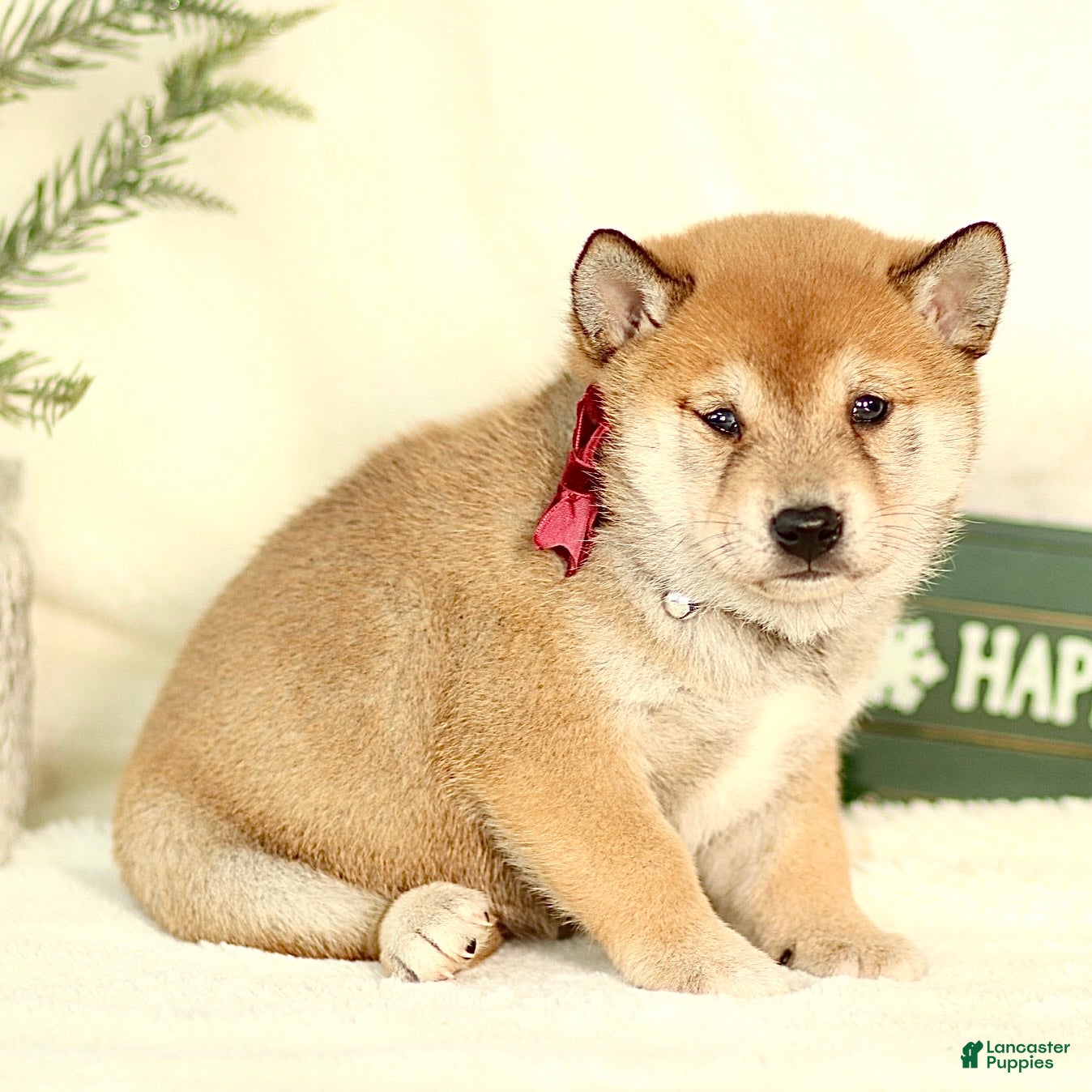 Shiba Inu dogs Brody - Ad 6
