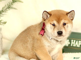 Shiba Inu dogs Brody - Ad 1
