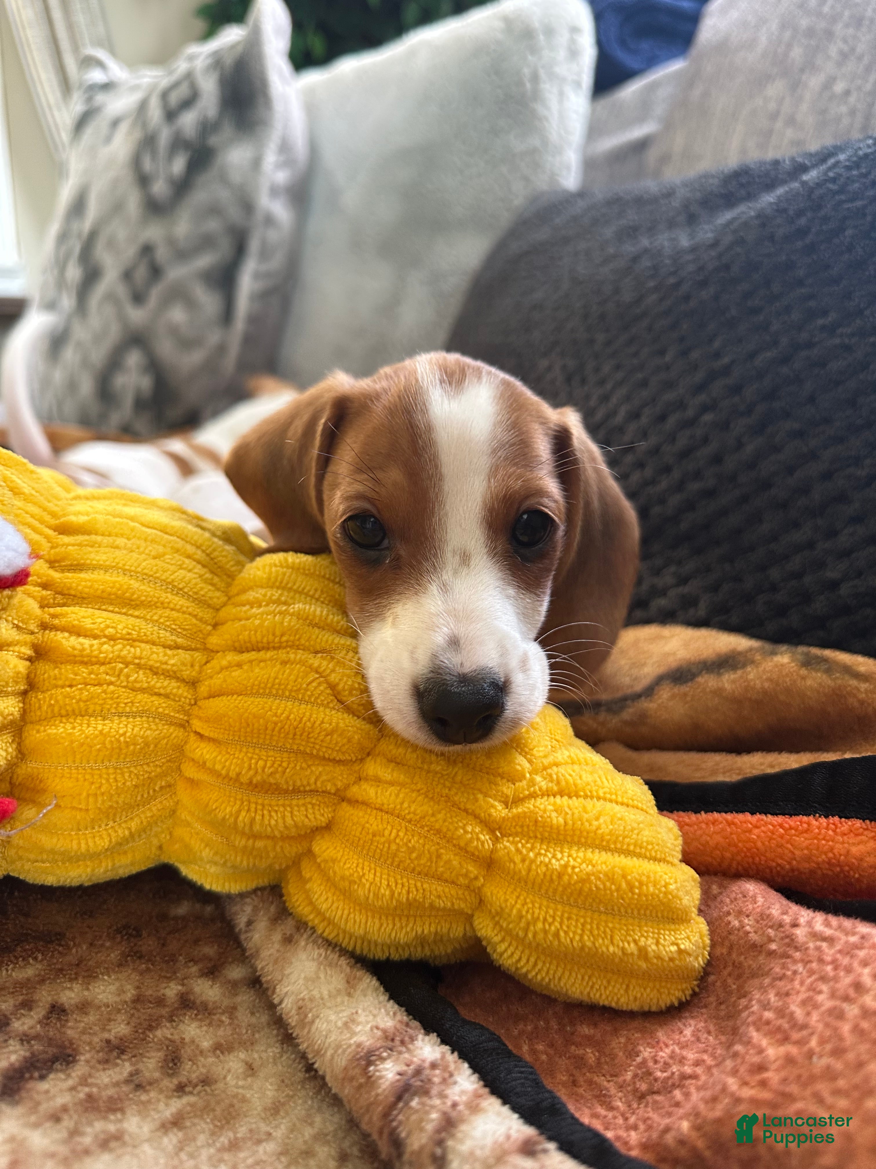 Miniature Dachshund dogs Twinkie🎀 - Ad 2