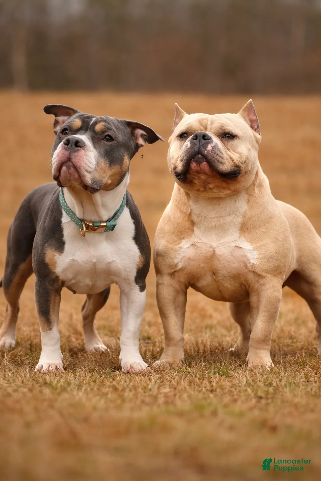 American Bully dogs for sale: American Bully Puppy 1 - Ad 4