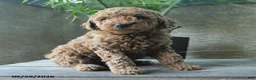Miniature Poodle dogs for sale: Valentine - Ad 3