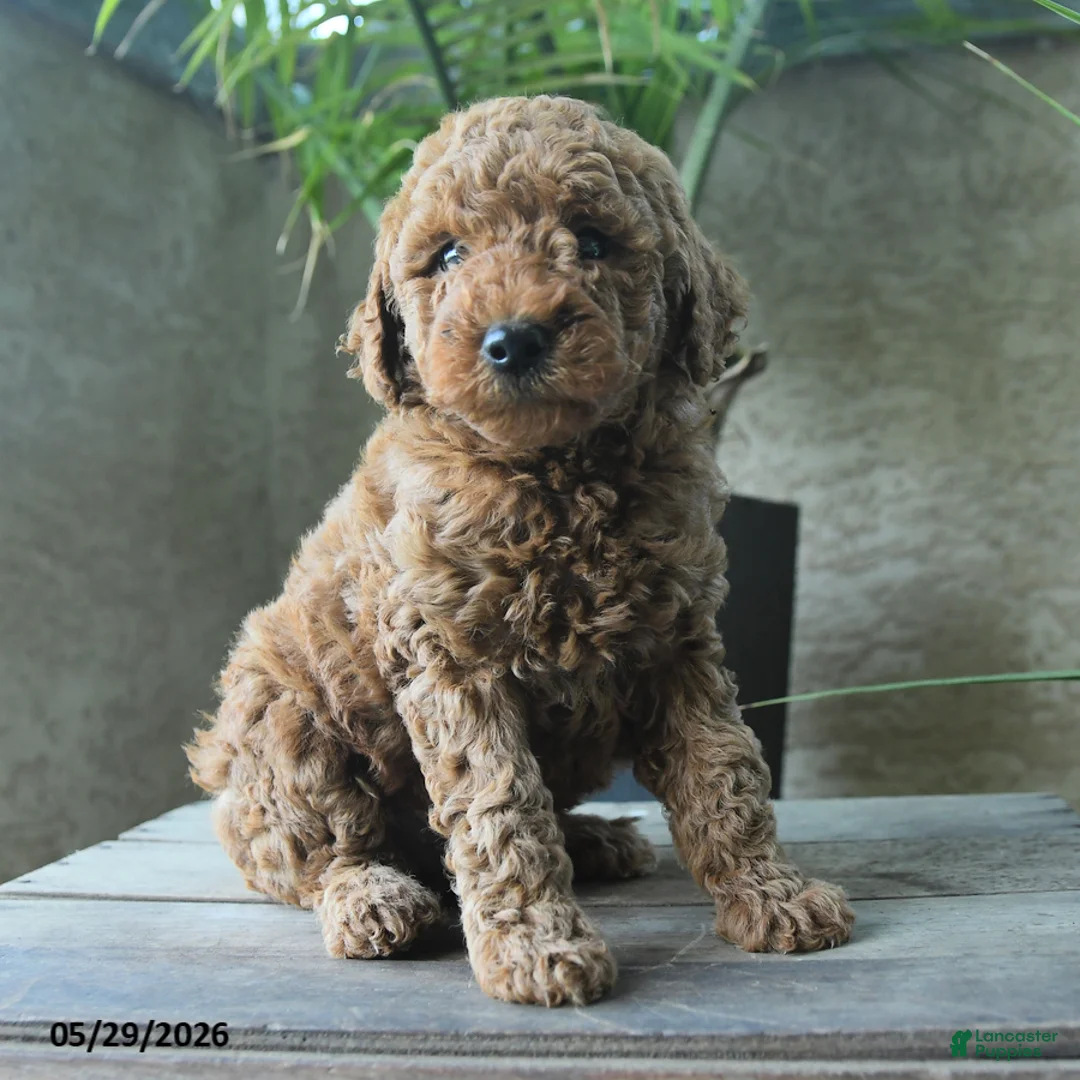 Miniature Poodle dogs for sale: Valentine - Ad 3