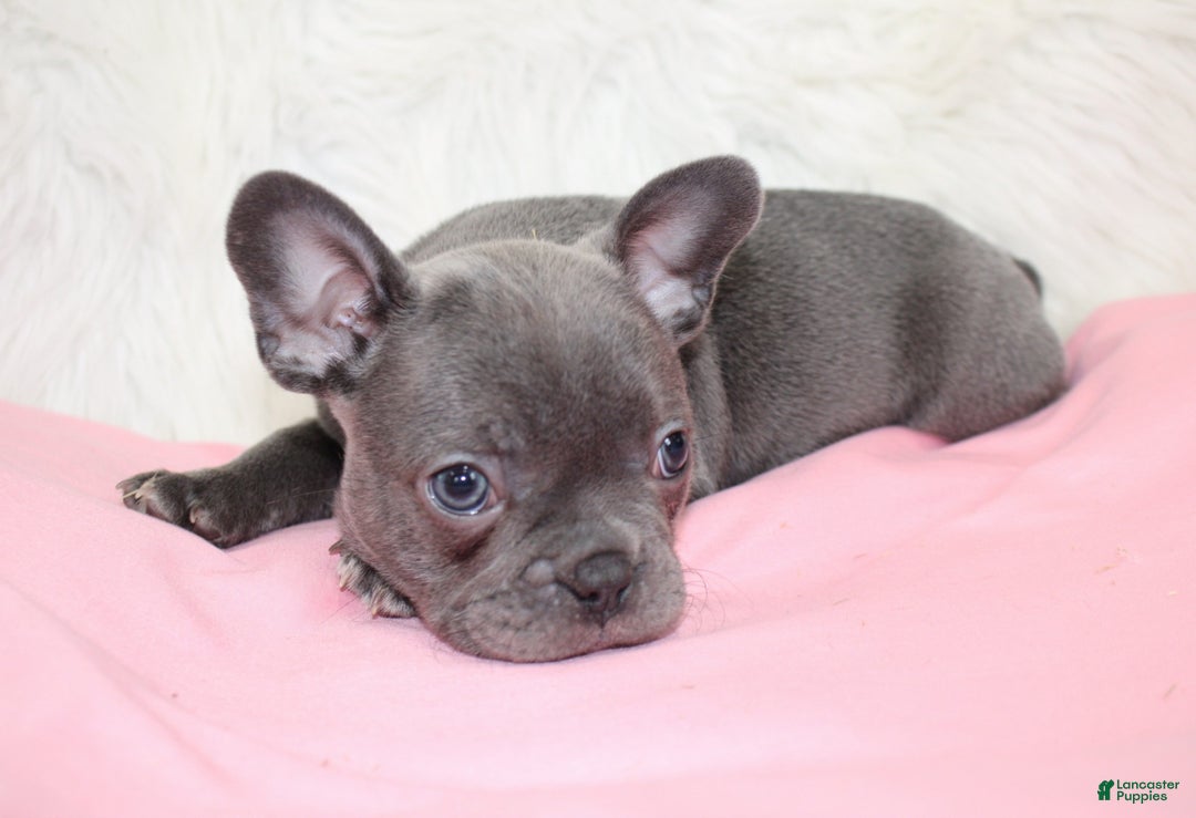 Mixed Breed dogs for sale: Beau - Ad 3