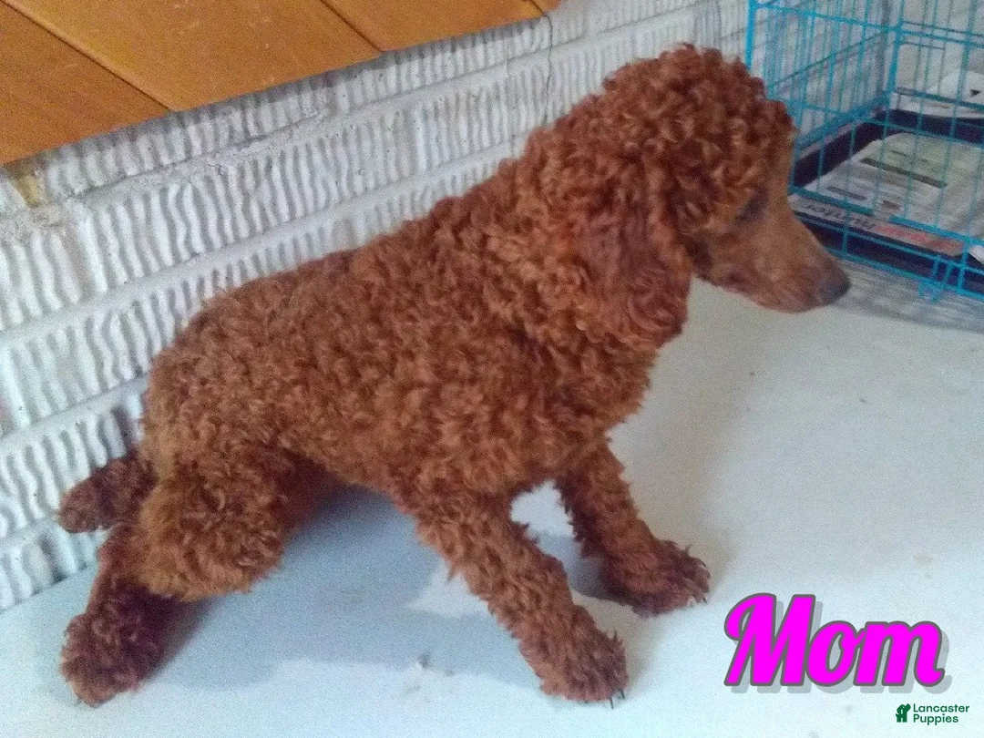 Maltipoo dogs for sale: Mia - Ad 8